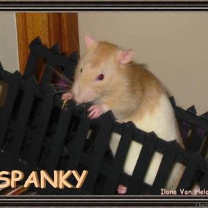 Spanky