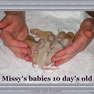 Missy's babies x2