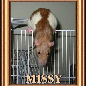 MISSY