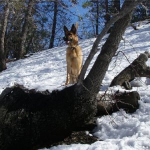 Playing lookout in the snow