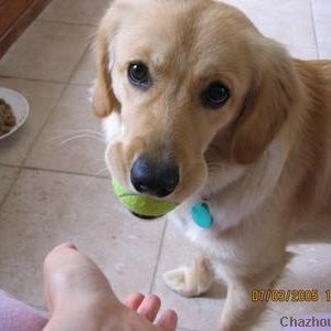 FETCH!!!