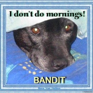 Bandit x1