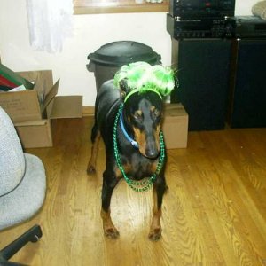 IRISH DOBE