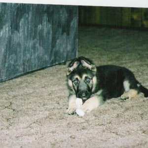 Rocky Playin' With His Bone!