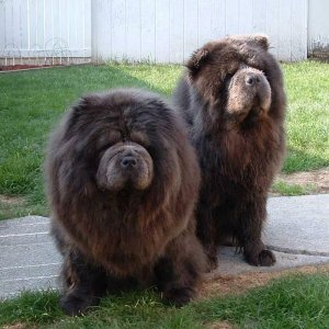 Duce & Cleo chilling outside after a bath