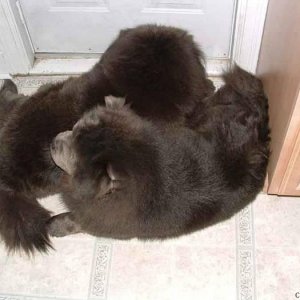 Sleeping in the Ying Yang position