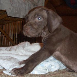 Stanford, German Shorthaired Pointer, @ 7 weeks