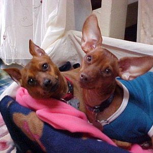 My Min Pins Fancy and Ruby