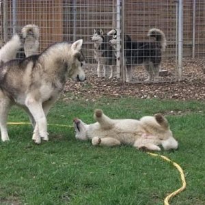 Iris and Pup