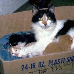 Signat and her kittens
