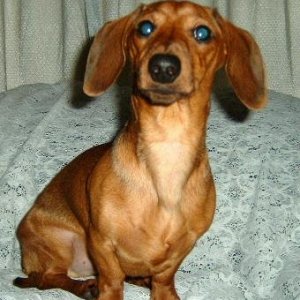 My Other Daschund Sanka