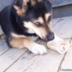 Nanook with an old bone