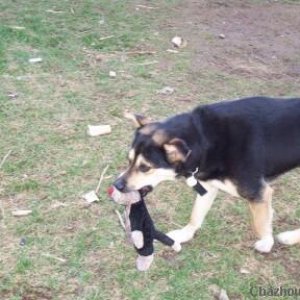 Nanook with her baby