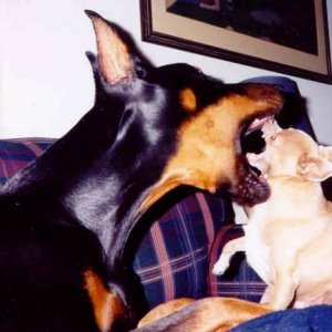 Doberman eats Chihuahua