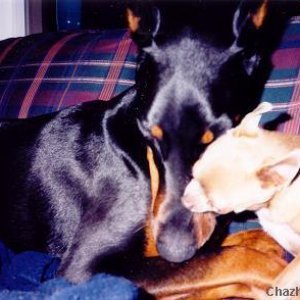 Chihuahua_eats_Doberman