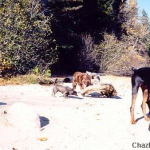 dogs_on_beach