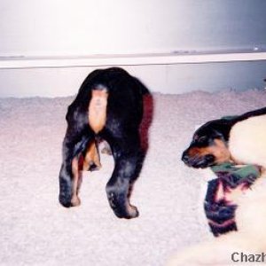 baby_doberbutt