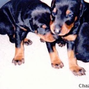 two_baby_doberboys