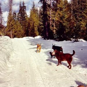 dogsondriveway