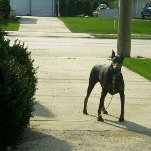 BIG BOY DOBE