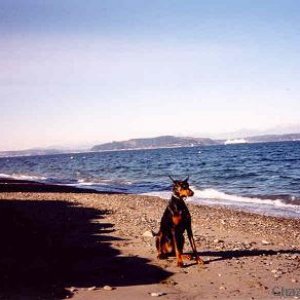 sit, stay_Alki beach