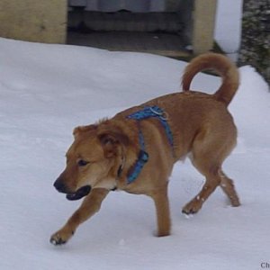 Look at my Curly Tail!!!!!