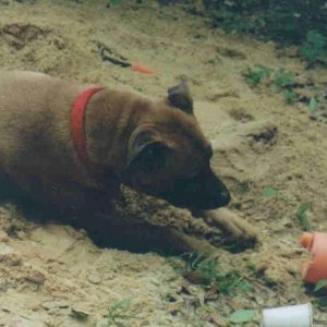 Carey digging
