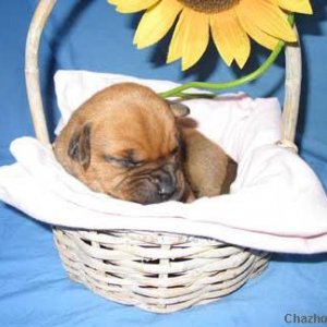 Puppy in a basket