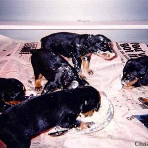 Doberpups_feeding_frenzy