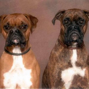 Two Boxers