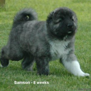 Samson