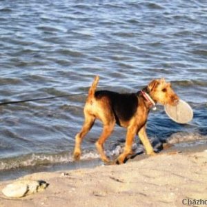 Proud of her new gumabone frisby