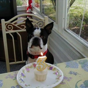 Sparky's 3rd birthday