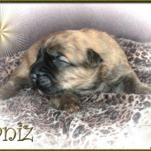 Janiz, bouvier des flandres puppy at 1 week