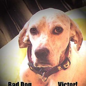 baddogvictor_copy