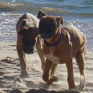 beach_dogs