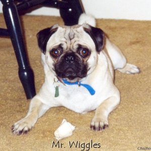 Mr. Wiggles