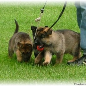 Anusch females 6 weeks old