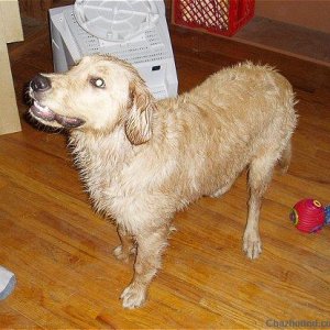 Boris at 6 1/2 months after a bath