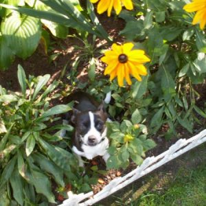 PIGLET IN THE GARDEN