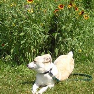 Brown eyed Sunny in Black eyed Susans :)