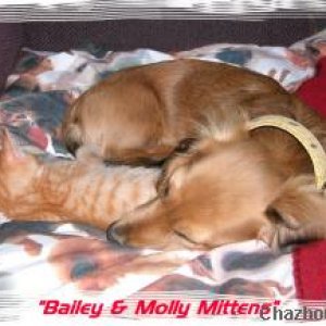 Bailey & Molly Mittens