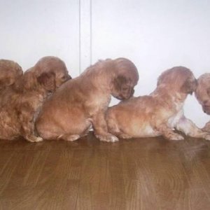 cockapoo_babys_in_a_row