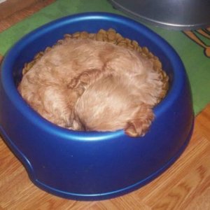 sleep_in_bowl