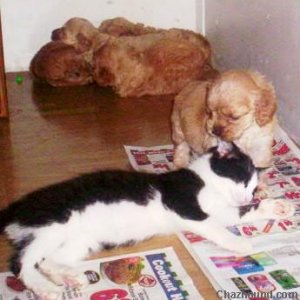 kitten_and_puppy