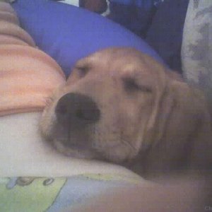 Media 'Teddy sleeping with his mommy' in category 'Dog Pictures'