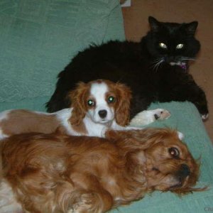 cavalier king charles spaniel