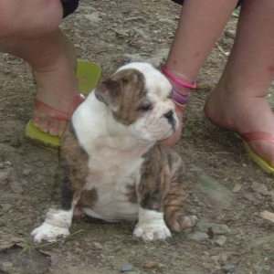 Red Brindle  White Bulldog