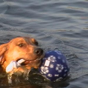 Teddy swimming