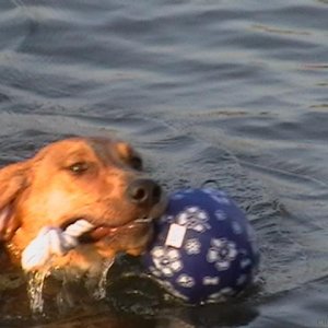 Teddy swimming